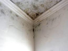 Best Residential Mold Inspection & Testing in USA